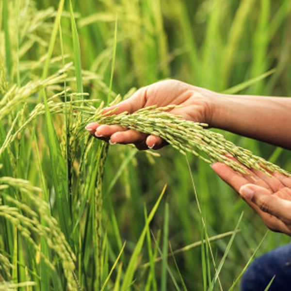 manejo de residuos organico - Compost agrícola